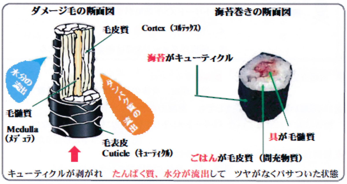 ダメージ毛の断面図